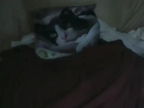 Snapshot of VeneRed chatting on October 2, 2025, 8:01 pm VeneRed online show from October 2, 2025, 8:01 pm