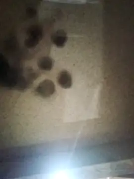 Snapshot of Leocesar37 chatting on October 10, 2025, 3:18 am Leocesar37 online show from October 10, 2025, 3:18 am