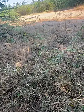 Snapshot of tamil000000 chatting on March 9, 2025, 11:03 am tamil000000 online show from March 9, 2025, 11:03 am