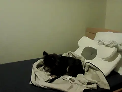 housewife shantie online show from November 15, 2025, 3:16 pm