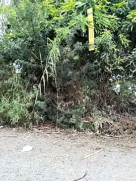 Danna-linyi online show from March 29, 2026, 2:08 pm