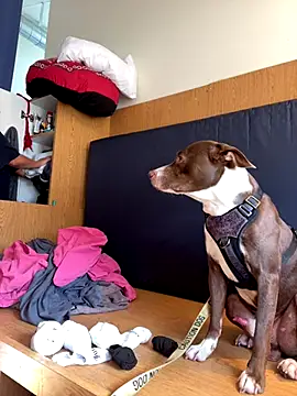 Dnasty408 online show from October 16, 2025, 10:40 pm