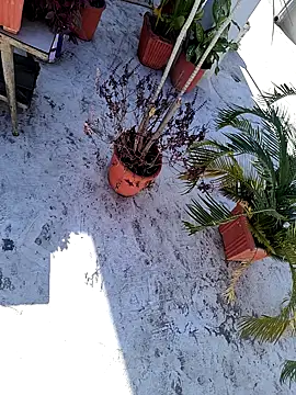 Snapshot of dreamers_dick chatting on January 3, 2025, 6:44 am dreamers dick online show from January 3, 2025, 6:44 am