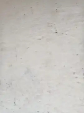 Pooja cut online show from October 15, 2025, 4:11 am