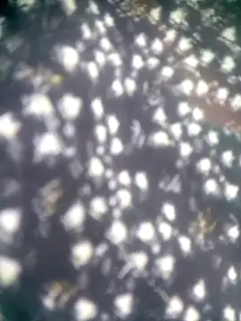 Amaya Bajwa online show from November 12, 2025, 8:29 am