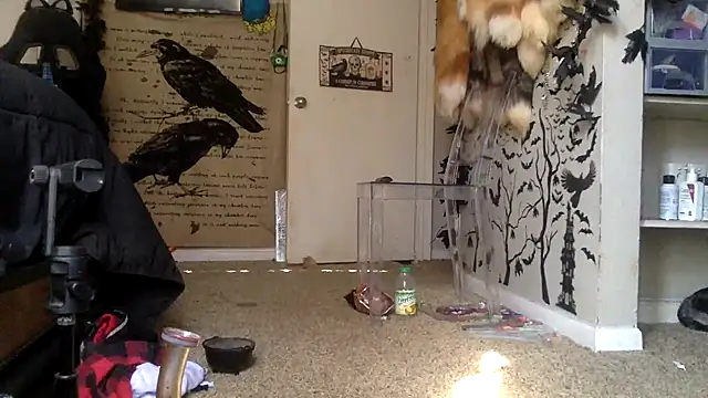 Snapshot of trashbrat chatting on October 3, 2025, 9:27 pm trashbrat online show from October 3, 2025, 9:27 pm