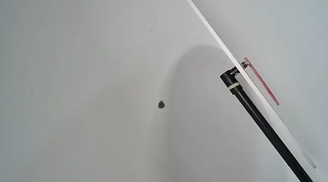 Dancing Cat online show from February 27, 2025, 9:40 am