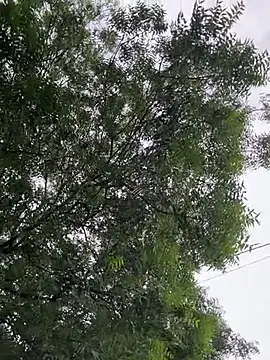 Snapshot of arevalo1124 chatting on October 11, 2025, 9:38 pm arevalo1124 online show from October 11, 2025, 9:38 pm