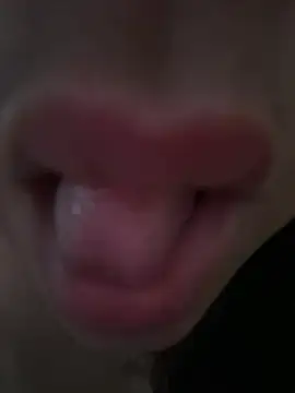 daianaspencer online show from April 13, 2026, 6:06 am