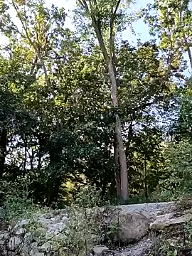 birdg online show from September 30, 2025, 3:51 pm