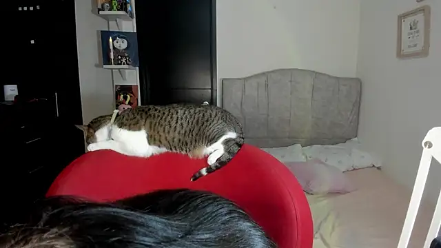 Walton abieca  online show from September 17, 2025, 10:39 am