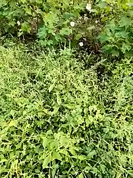 himvilohi08 online show from October 23, 2025, 11:42 am