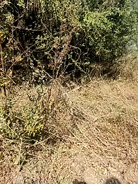 himvilohi08 online show from March 26, 2026, 5:06 am