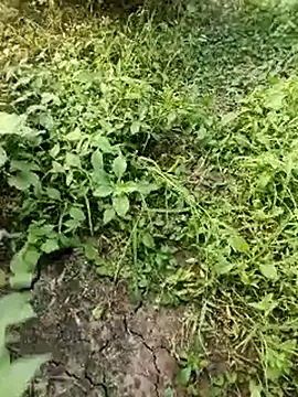 himvilohi08 online show from October 19, 2025, 11:57 am