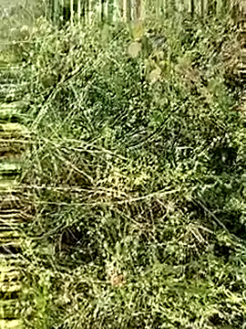 Snapshot of himvilohi08 chatting on December 4, 2025, 2:43 am himvilohi08 online show from December 4, 2025, 2:43 am