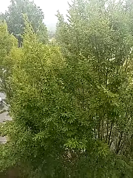 mrlolimirass online show from June 4, 2026, 5:06 pm