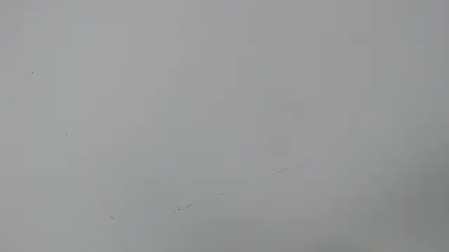 eladyrous98 online show from December 17, 2025, 2:00 pm