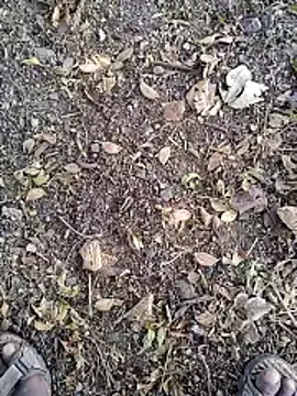 Telugu person12 online show from January 14, 2026, 7:56 am