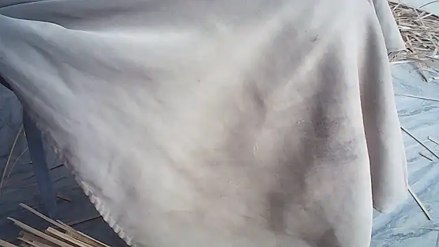 Elisa24 online show from January 14, 2026, 1:20 am