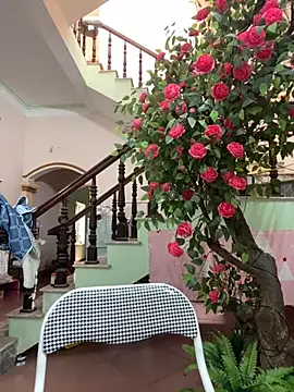 Snapshot of Bollozzy_89 chatting on September 24, 2025, 4:52 am Bollozzy 89 online show from September 24, 2025, 4:52 am