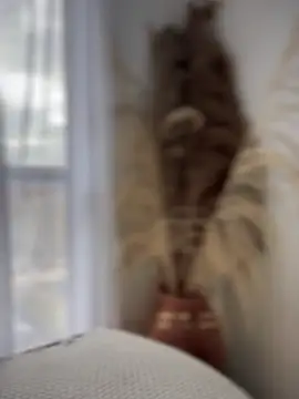 Sofi Leal online show from October 7, 2025, 12:17 pm