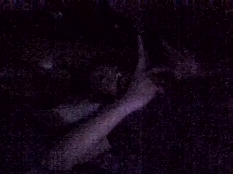 harish x online show from March 4, 2026, 6:59 pm