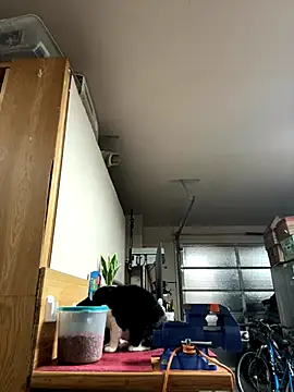 Snapshot of petalsexy chatting on September 21, 2025, 4:56 pm petalsexy online show from September 21, 2025, 4:56 pm