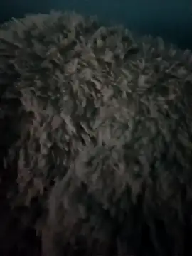 Snapshot of candy_porn1818 chatting on October 12, 2025, 12:34 am candy porn1818 online show from October 12, 2025, 12:34 am