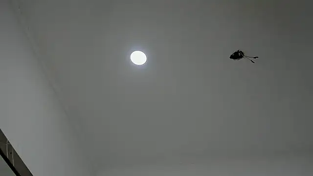 alice  brow online show from September 27, 2025, 3:18 pm