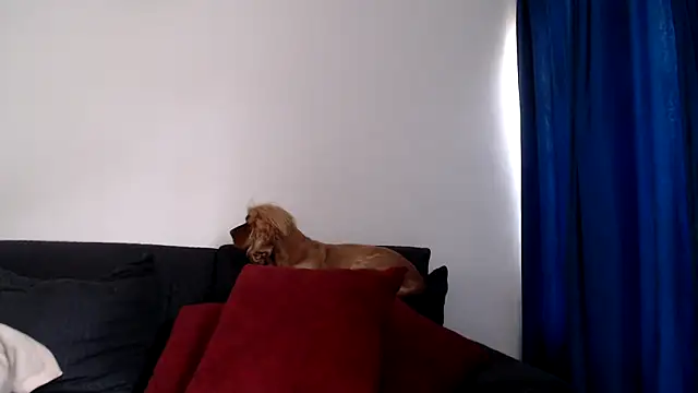 evilheart 69 online show from December 18, 2025, 5:50 pm