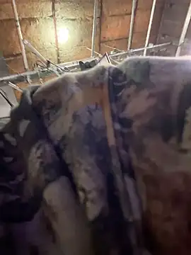 StrokingDaddy4 online show from November 14, 2025, 11:36 am