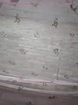 Snapshot of rani8008 chatting on October 1, 2025, 3:05 pm rani8008 online show from October 1, 2025, 3:05 pm