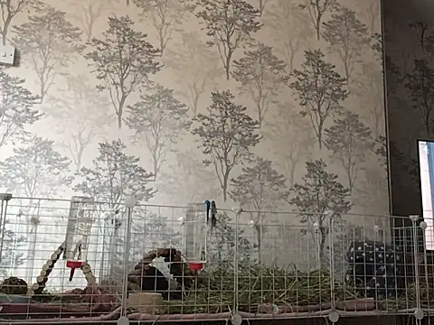 Snapshot of ivysplayhouse chatting on September 26, 2025, 11:50 am ivysplayhouse online show from September 26, 2025, 11:50 am