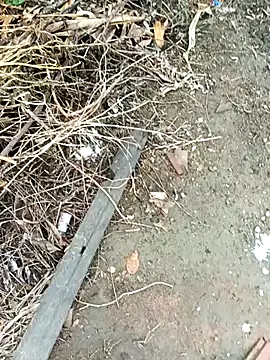 dolphiinn online show from October 17, 2025, 2:37 am