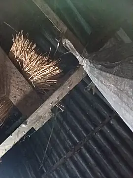 Snapshot of _Helala_ chatting on October 17, 2025, 11:06 pm Helala online show from October 17, 2025, 11:06 pm