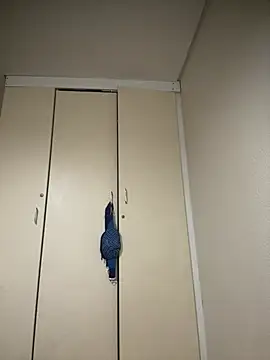 Mellow Joe online show from January 19, 2026, 9:46 am