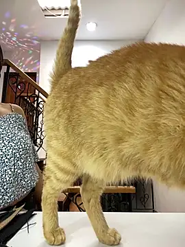 Snapshot of EmilyHarperr chatting on November 4, 2025, 12:31 pm EmilyHarperr online show from November 4, 2025, 12:31 pm