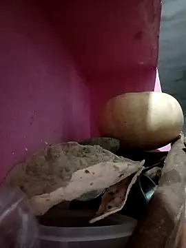 Snapshot of Payal950 chatting on October 9, 2025, 9:48 pm Payal950 online show from October 9, 2025, 9:48 pm