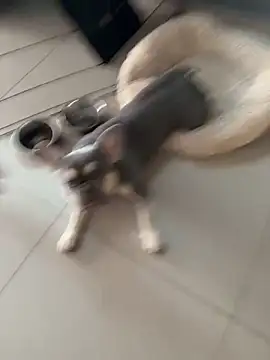 Snapshot of KstnSrg19 chatting on November 30, 2025, 8:37 am KstnSrg19 online show from November 30, 2025, 8:37 am