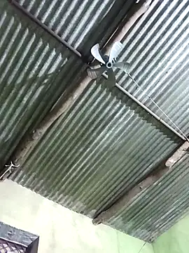 Haliya88 online show from November 8, 2025, 11:08 pm