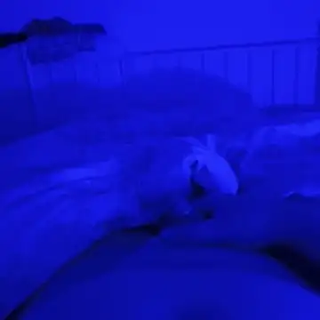 Snapshot of Geilerboy262 chatting on November 9, 2025, 12:36 am Geilerboy262 online show from November 9, 2025, 12:36 am