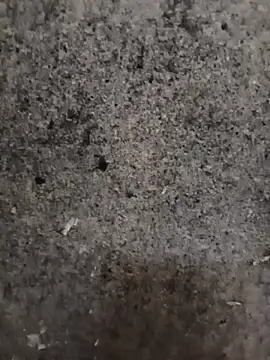 Snapshot of nagepalli chatting on November 14, 2025, 2:15 am nagepalli online show from November 14, 2025, 2:15 am