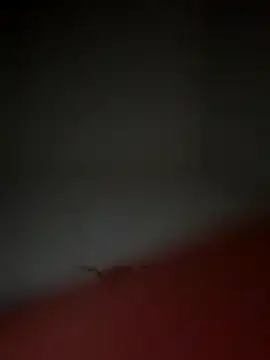 lekkerepik1111 online show from November 10, 2025, 5:23 am