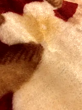 Lamarocainee online show from October 5, 2025, 9:16 pm