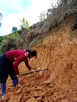 omai-ngot online show from November 6, 2025, 1:20 am