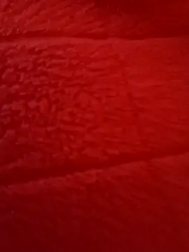 Snapshot of kendra666 chatting on October 27, 2025, 6:20 pm kendra666 online show from October 27, 2025, 6:20 pm