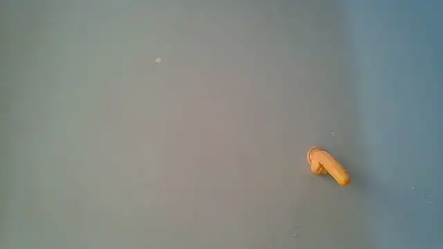 sashachin online show from March 19, 2026, 6:02 am