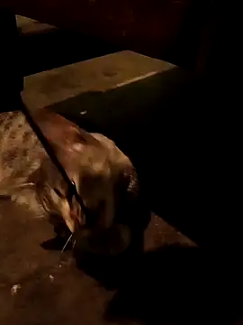 Snapshot of Adrian_sxp chatting on November 18, 2025, 4:38 am Adrian sxp online show from November 18, 2025, 4:38 am