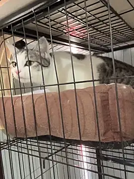 Toffee-00 online show from November 26, 2025, 3:28 am