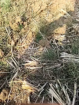 Snapshot of Sheela4545 chatting on December 14, 2025, 8:53 am Sheela4545 online show from December 14, 2025, 8:53 am